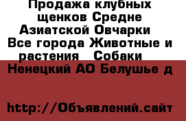 Продажа клубных щенков Средне Азиатской Овчарки - Все города Животные и растения » Собаки   . Ненецкий АО,Белушье д.